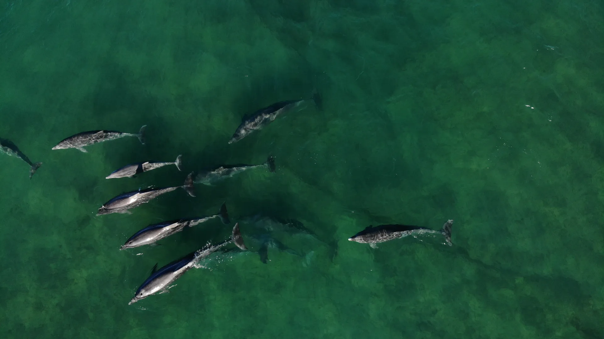 Visão aérea da população de gephyreus