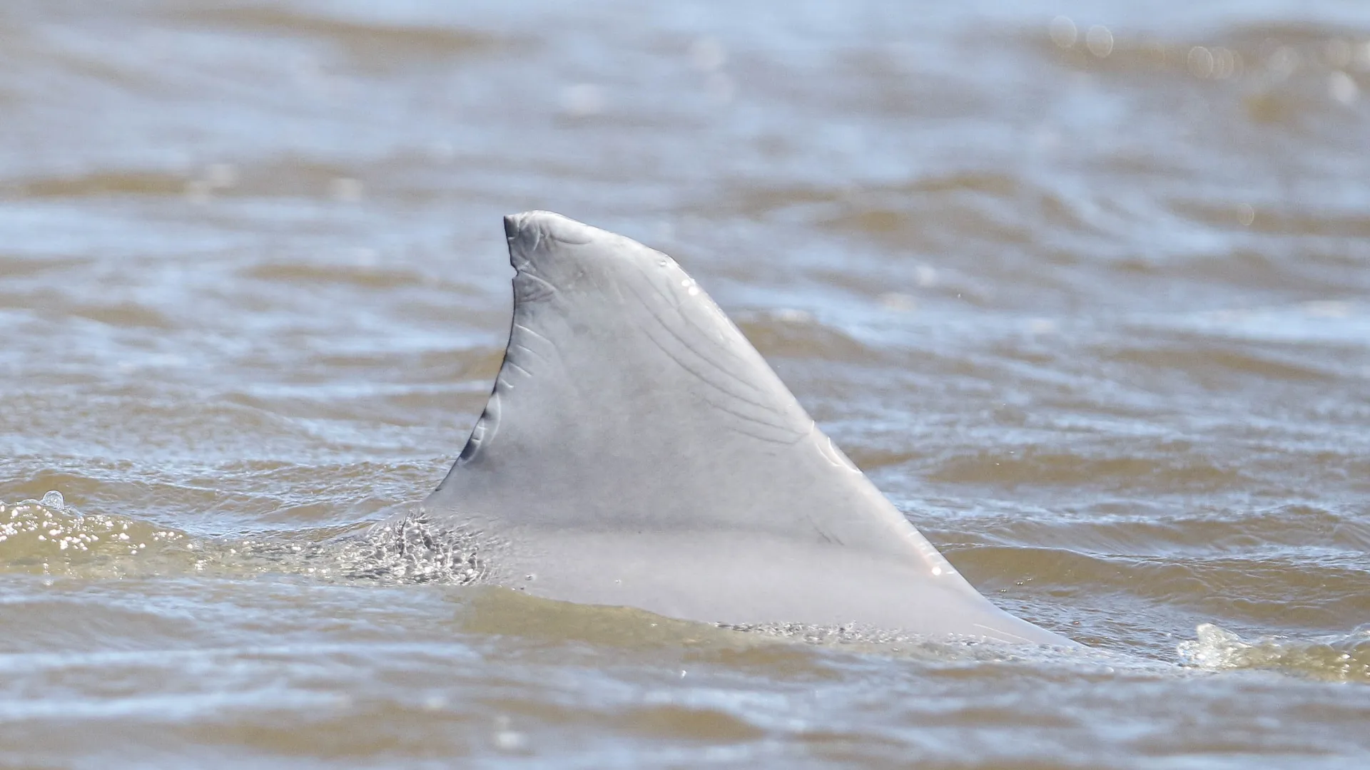 Foto da barbatana de um boto fora d'água