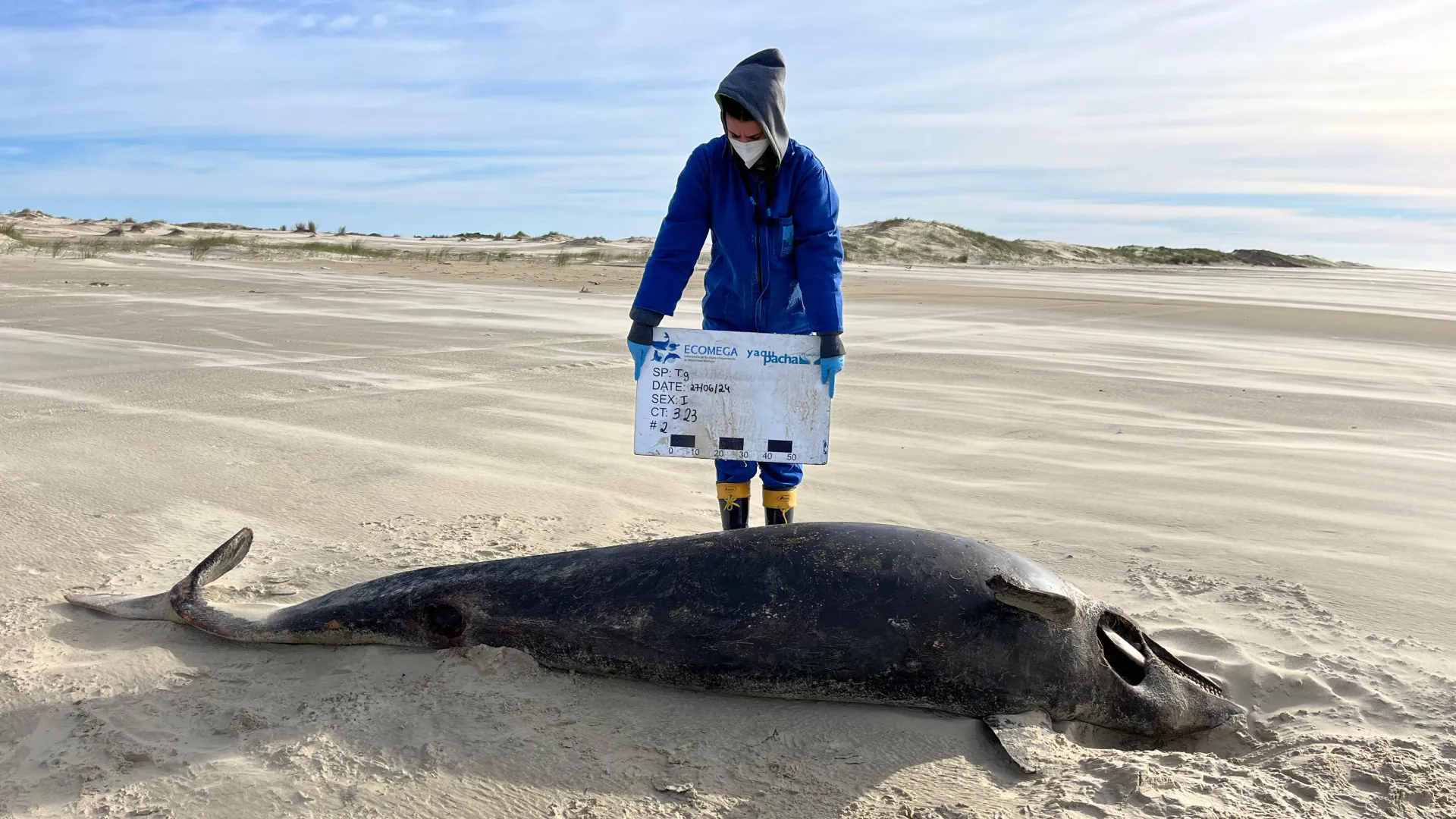 Boto-de-Lahille morto na praia