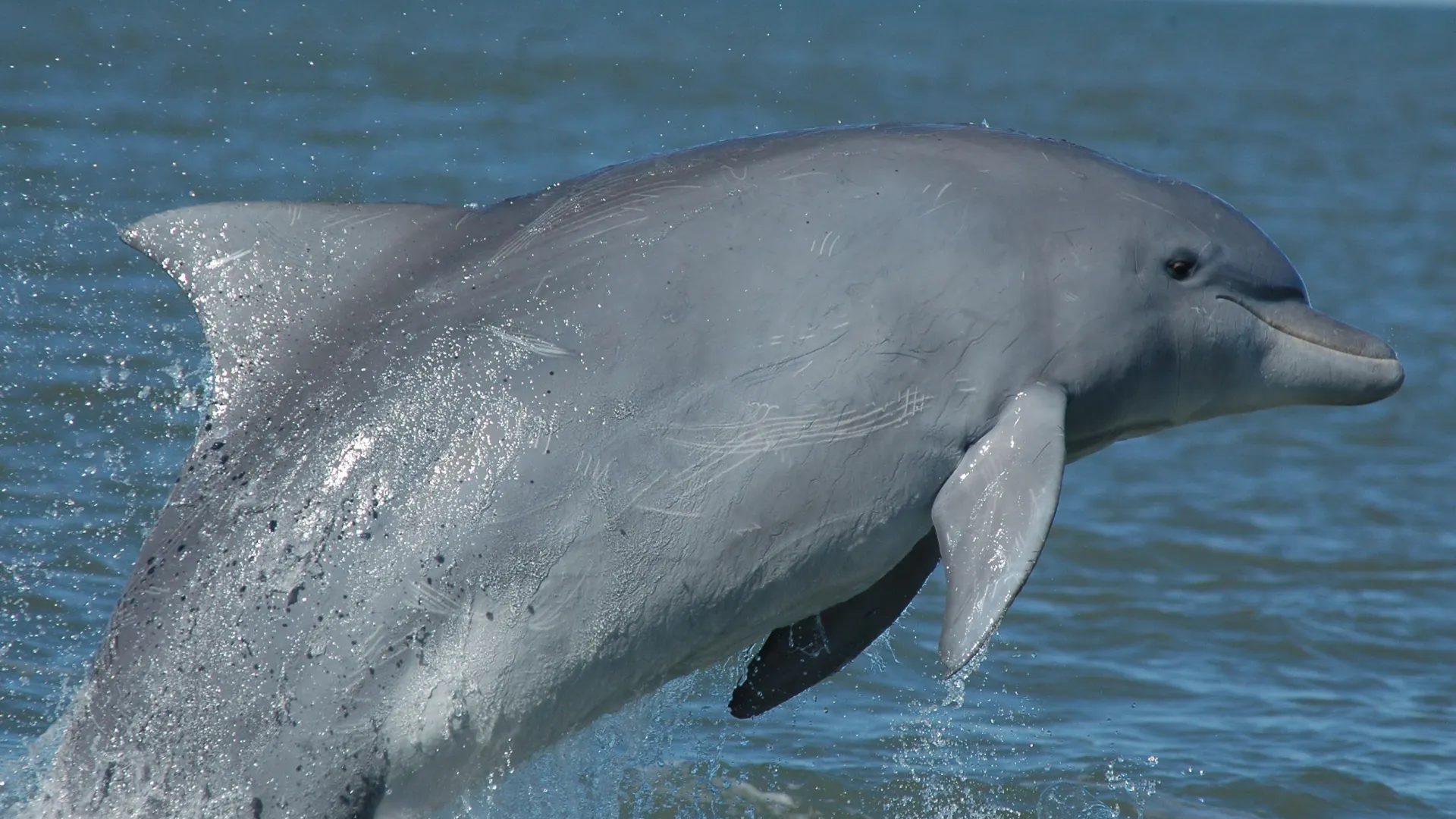 Gephyreus saltanto fora d'água