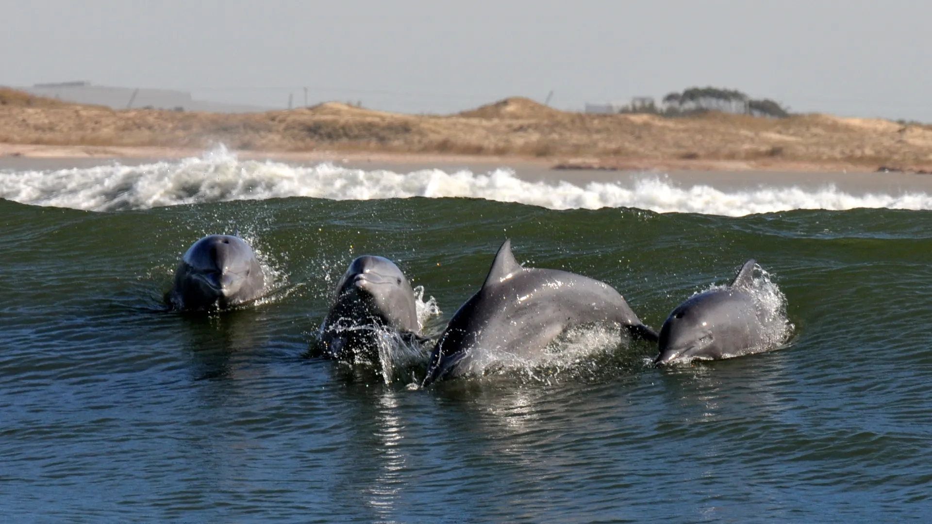 Botos saltando sobre as ondas