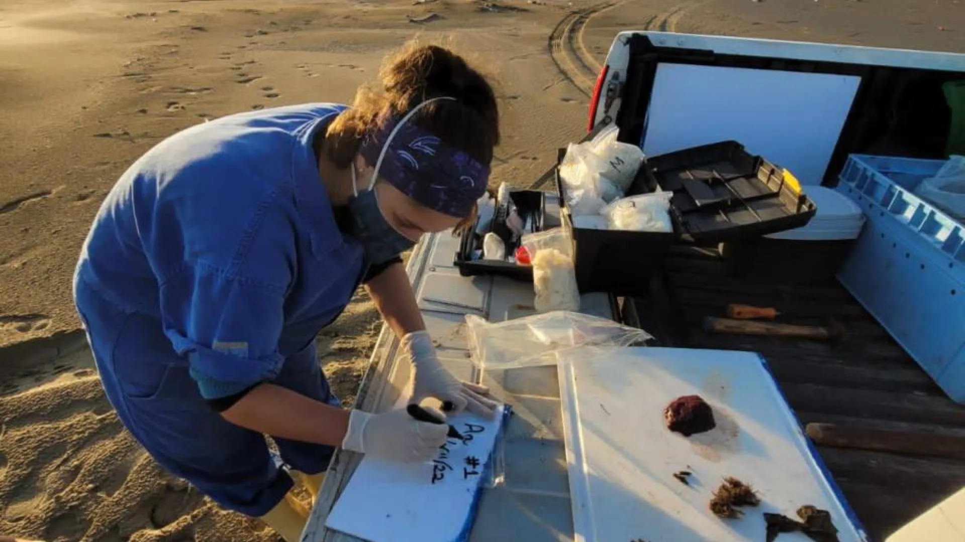 Fotografia de uma pesquisadora do Projeto Gephyreus examinando o material coletado