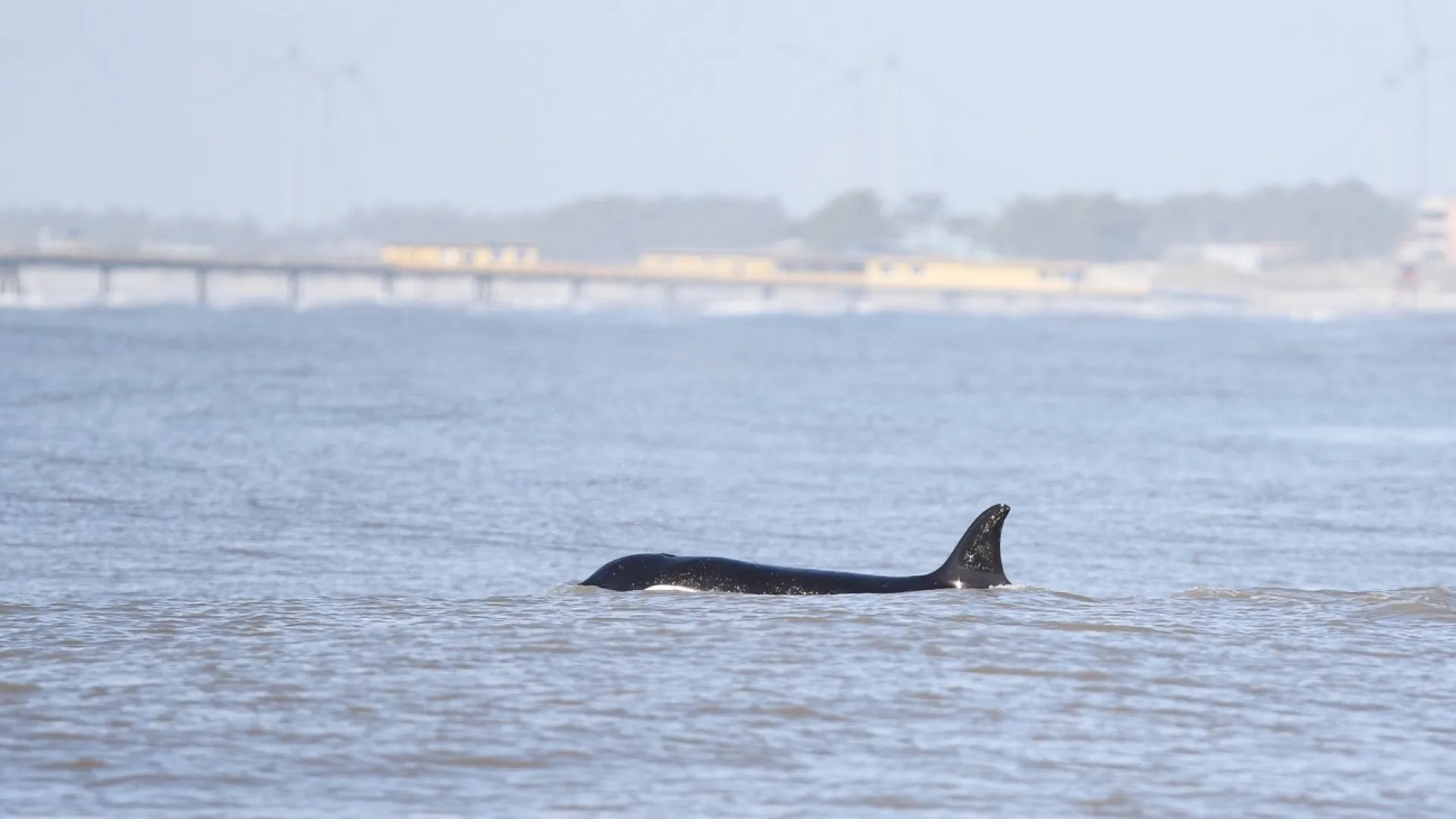 Foto de uma orca