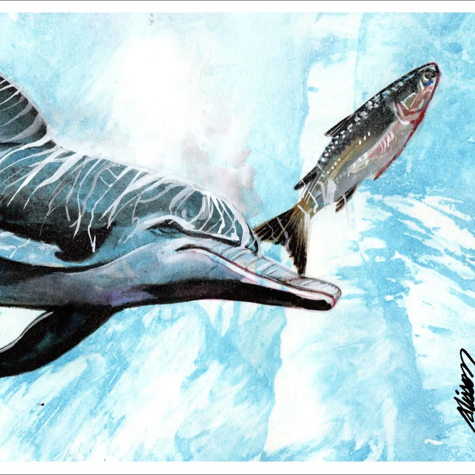 Pintura de um boto Gephyreus caçando